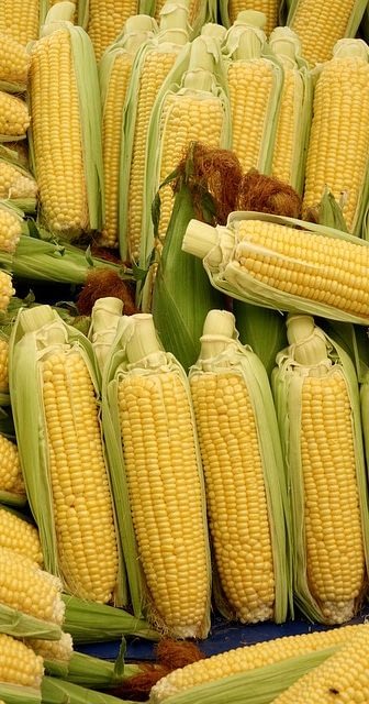 свежую кукурузу можно хранить долгое время