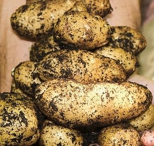 важно правильно подготовить картофель к хранению