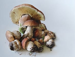 белые грибы относятся к боровикам