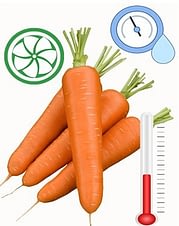морковь надо хранить в правильных условиях