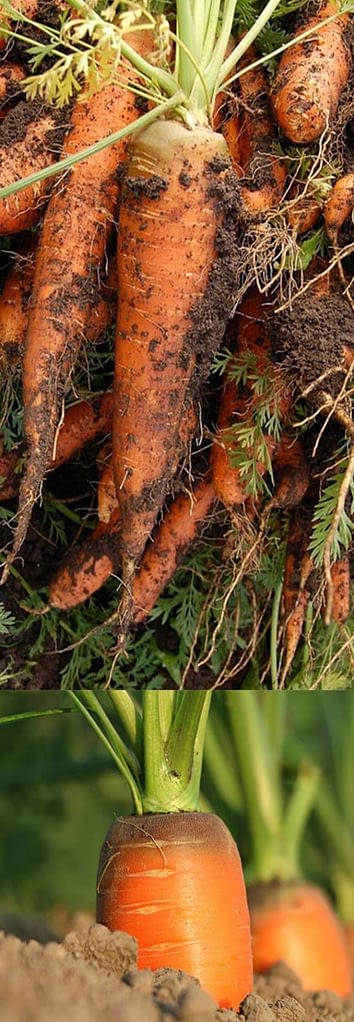 морковь перед хранением важно правильно собрать