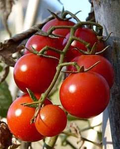помидоры перед хранением важно правильно обрать