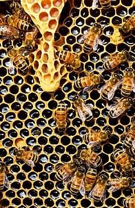 мед может быть вызревшим и наоборот