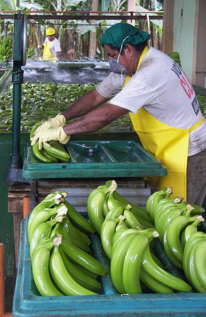 зеленые бананы как добывают